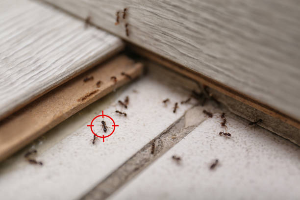 Best Pest Prevention Services  in Lla Lla East, WA